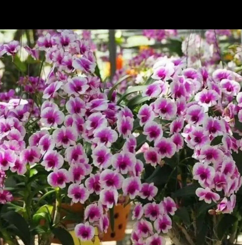 [HCM]Hoa Lan Dendro Mini Yaya - cây con - chuẩn màu yaya