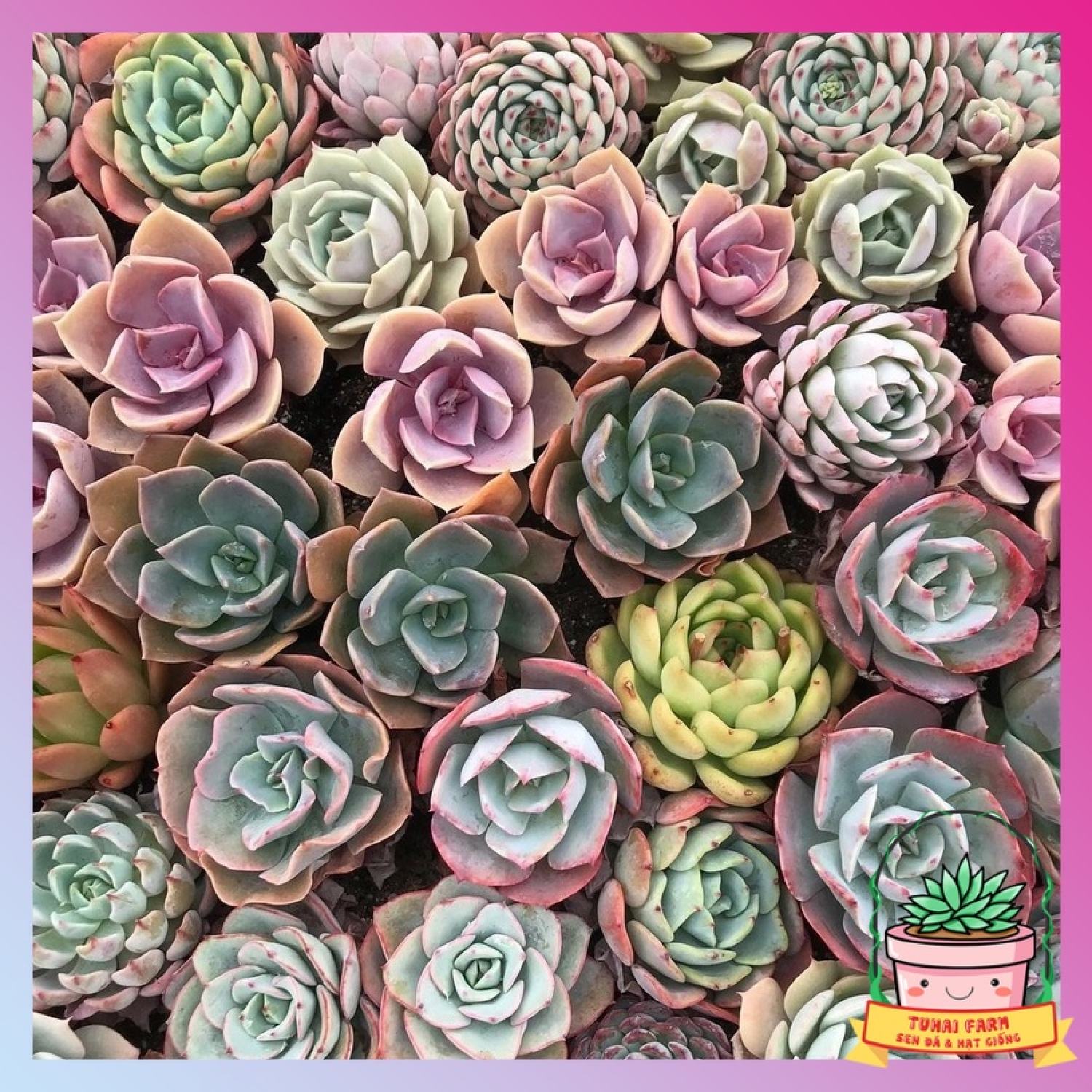 Sen đá đà lạt rẻ vô địch 🥩|freeship| 🧚🏻thách thức mọi khí hậu, khoẻ đẹp 🍏 lỗi 1 đổi