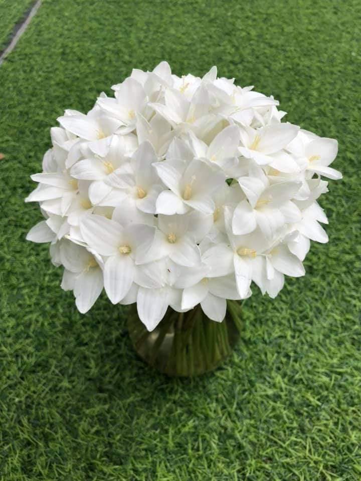 Set 10 củ Traubii size hoa , hoa trắng, có mùi thơm cực đáng sưu tầm, hình củ thực tế ảnh cuối
