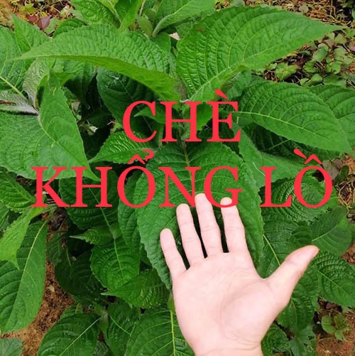 Hom (nhánh) cây chè khổng lồ ( Gồm 10 hom/1 sản phẩm. Mỗi hom dài 20-30 cm KHÔNG RỄ - KHÔNG LÁ ). Hom dễ trồng, hom tươi mới cắt, trồng làm thức ăn bổ dưởng cho gia súc, gia cầm, thủy sản