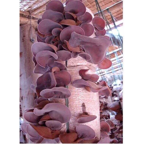 Phôi giống nấm mèo (nấm mộc nhĩ) - (01 kiện 05 bịch nấm)