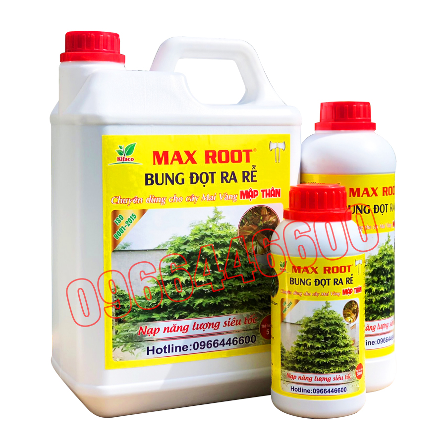 Phân bón mai vàng - max root bung đọt ra rễ mai vàng