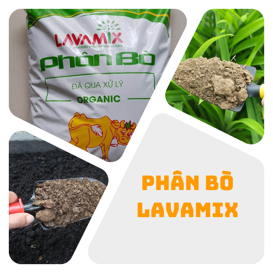 Phân bò hữu cơ đã qua xử lý bón cây trồng 3md3 - vattuvina