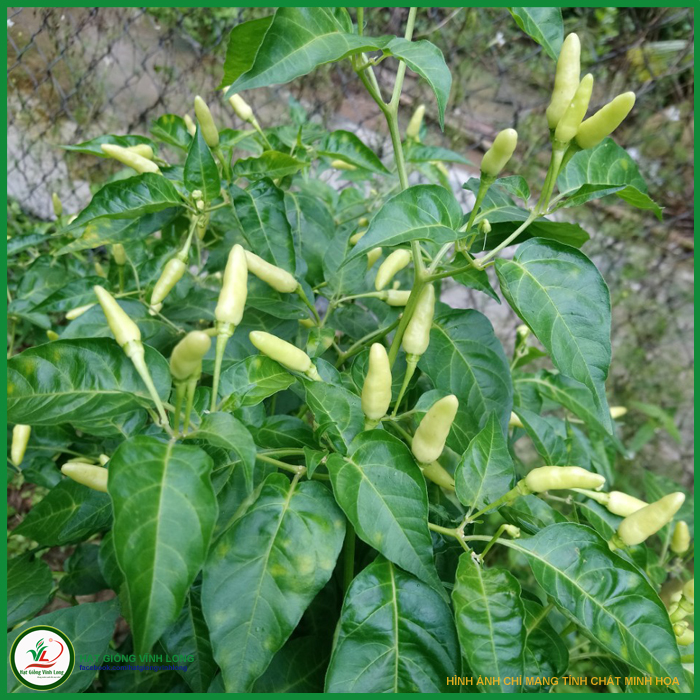 Hạt giống ớt xiêm trái trắng (hạt tự thu) - 15 hạt