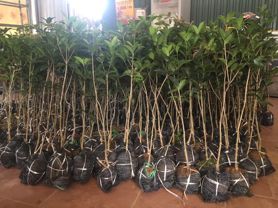 mộc hương hàng 1 năm tuổi giá rẻ