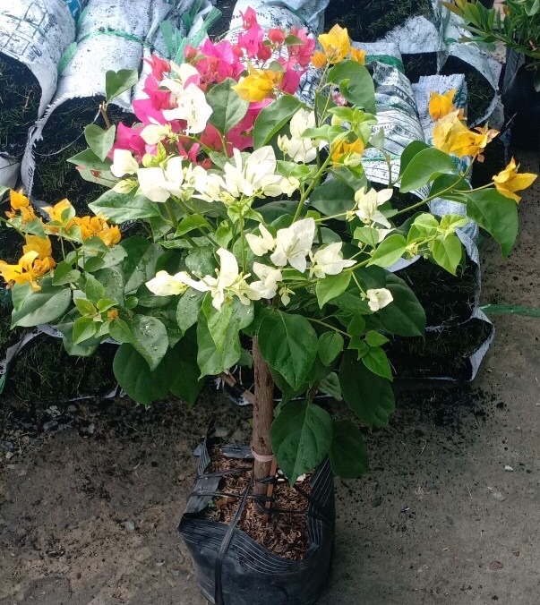 COMBO 5 CÂY HOA GIẤY NGŨ SẮC GIỐNG( GỬI CÂY NHƯ HÌNH 2)