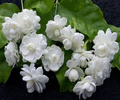 Bầu cây giống hoa nhài ta cổ cực thơm