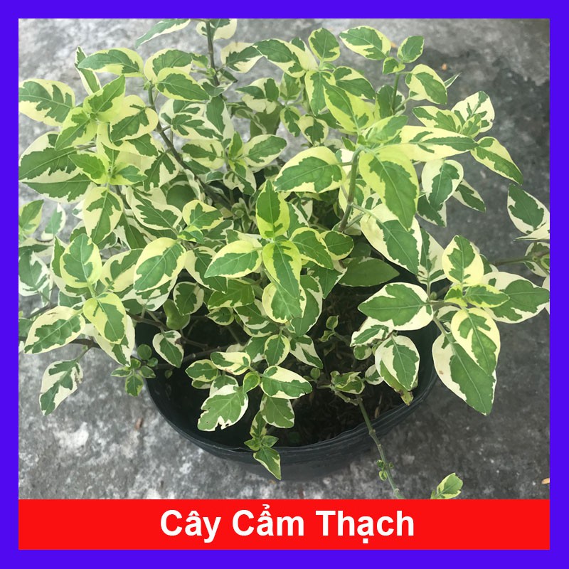 Cây Cẩm Thạch - cây cảnh mini - cây cảnh để bàn - caykiengsadec