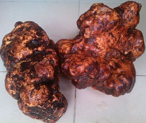 VIÊN HÀ THỦ Ô MẬT ONG RỪNG CHỐNG BẠC TÓC, RỤNG TÓC, THIẾU MÁU, MẤT NGỦ - DƯỢC LIỆU TÂY BẮC (500GR)