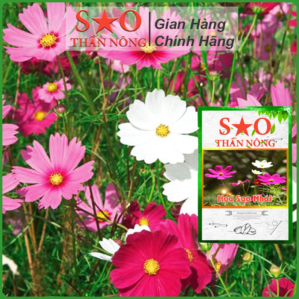 Hạt giống Hoa Sao Nhái Nhiều màu - Sao Thần Nông