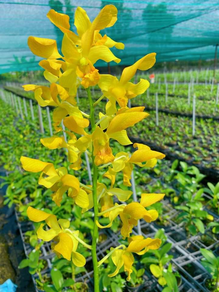 Hoa lan Dendro Hoàng Long xưa, chậu cây trưởng thành, nhiều thân, sắp có ngồng hoa