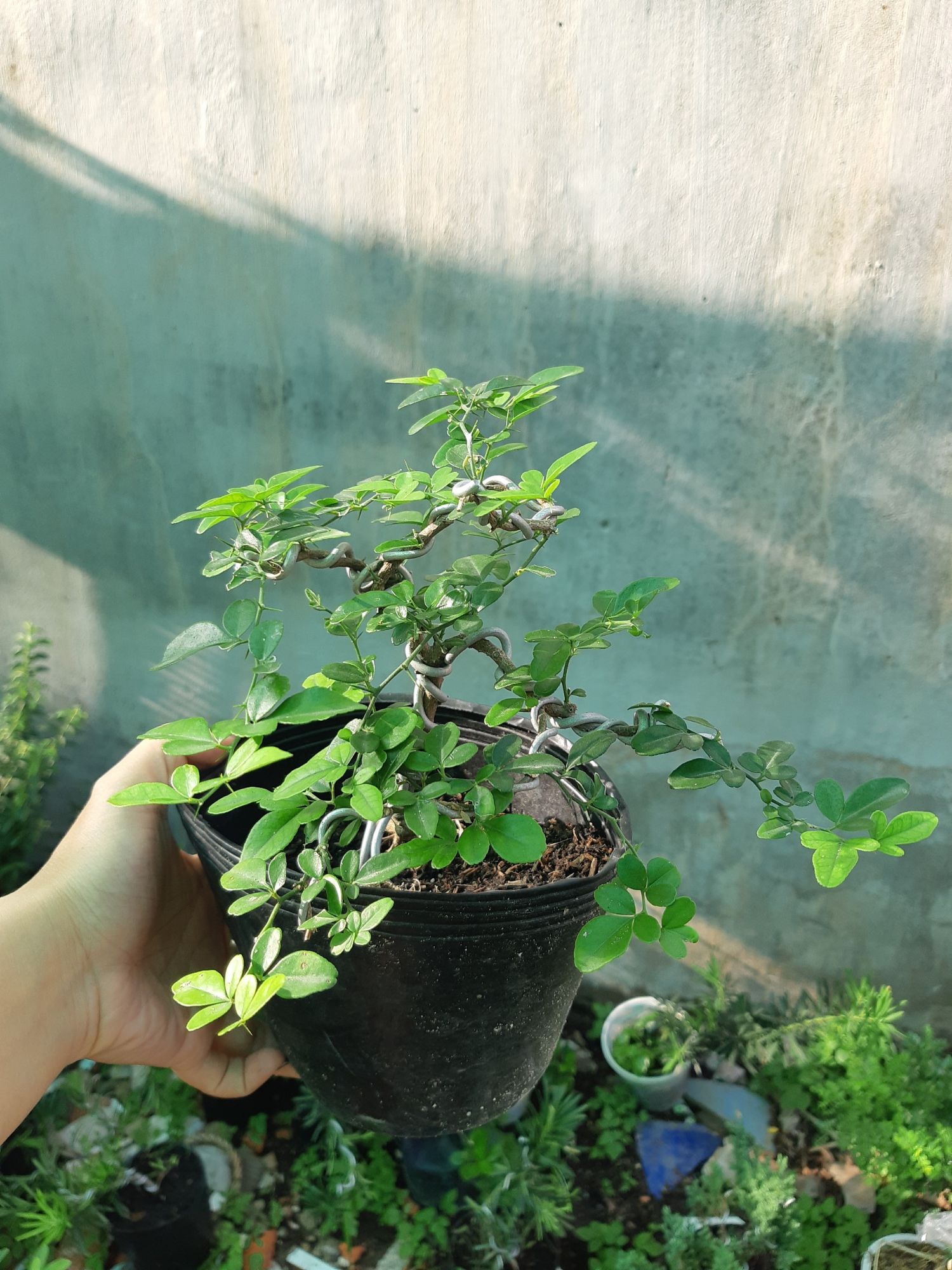 cây kim quýt DÁNG BONSAI MINI