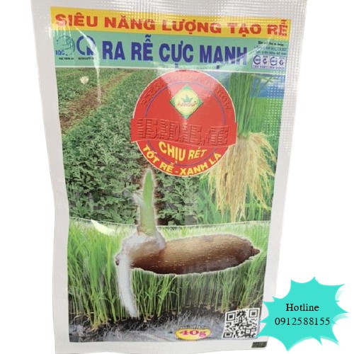 Kích rễ cây thiên bình - vtnn bắc từ liêm