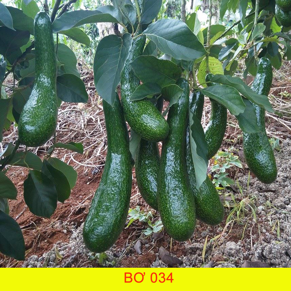 Cây giống bơ 034, bơ giống mới, bơ quả dài, cây giống bơ quả dài