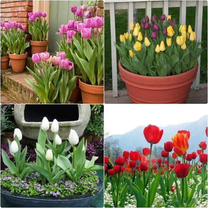 Củ hoa tulip nhiều màu chơi tết