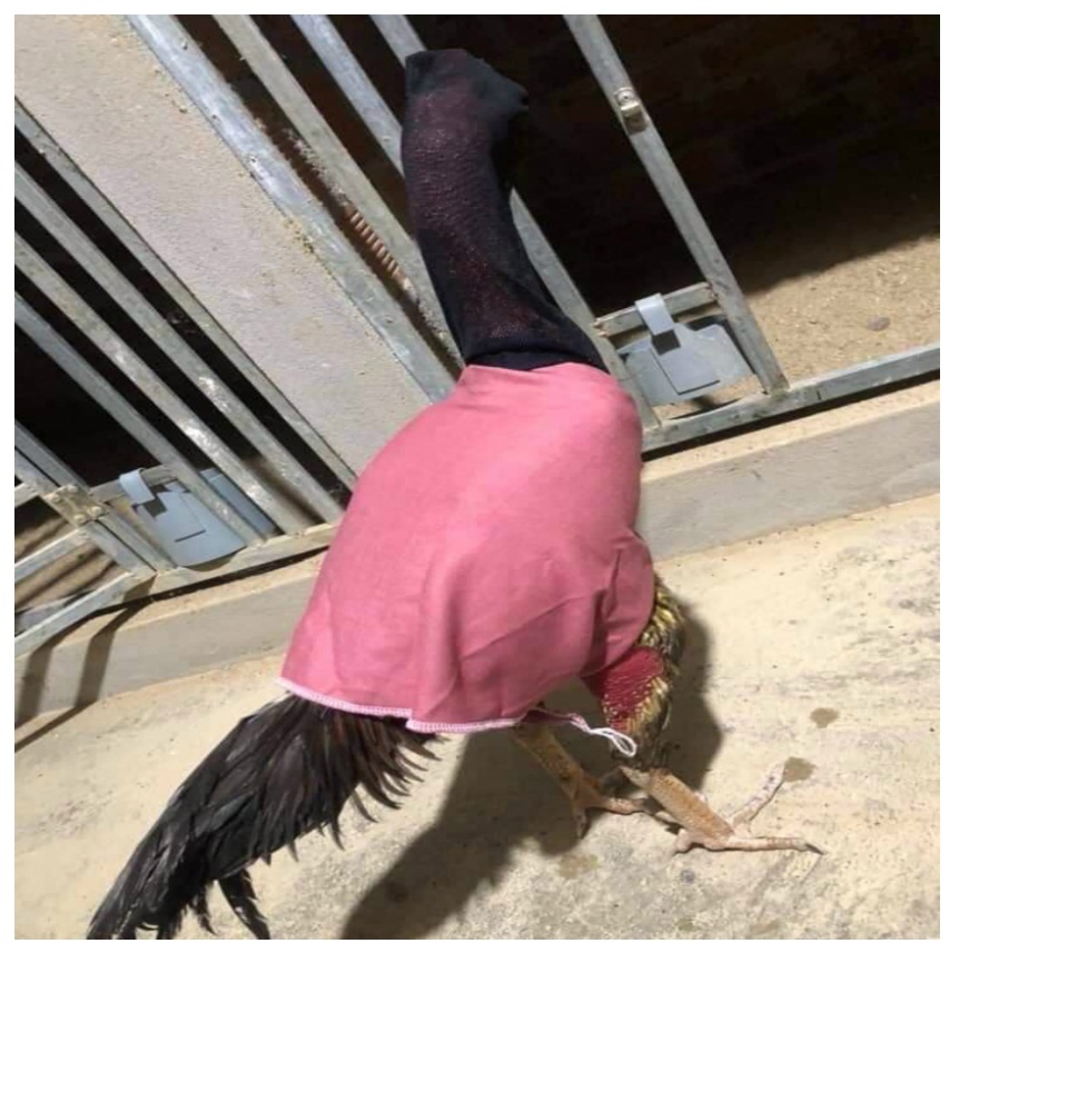 ÁO TRÙM GÀ + TRÙM ĐẦU GÀ CHỐNG GÃY LÔNG VÀ RUỒI MUỖI