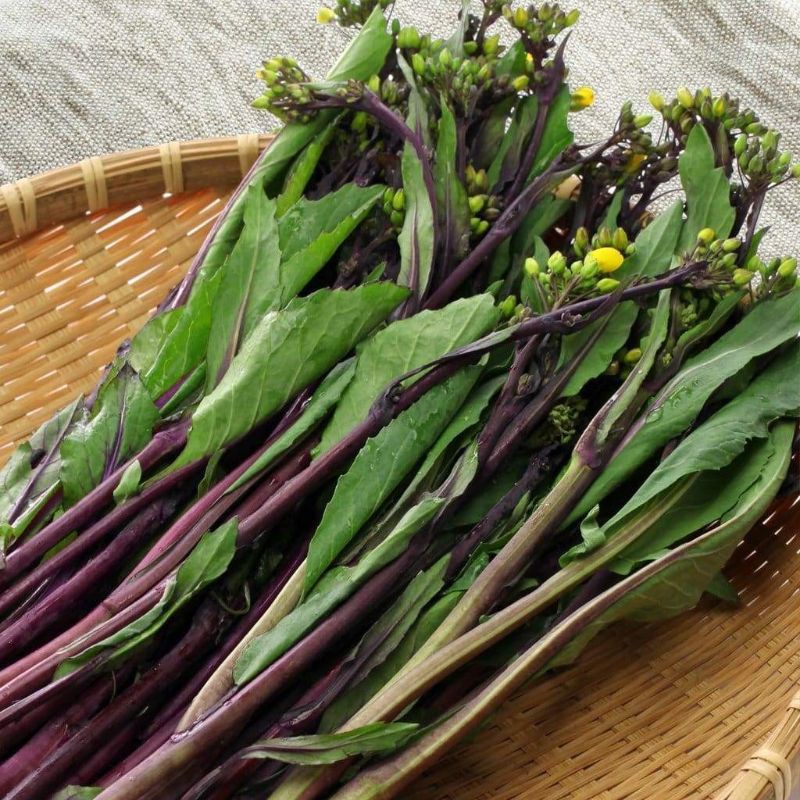 Combo hạt giống cải ngồng thân tím hữu cơ johnny seeds mỹ siêu ngon và giàu dinh dưỡng