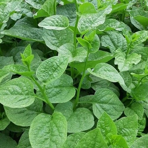 Hạt giống HN giống mồng tơi lá to