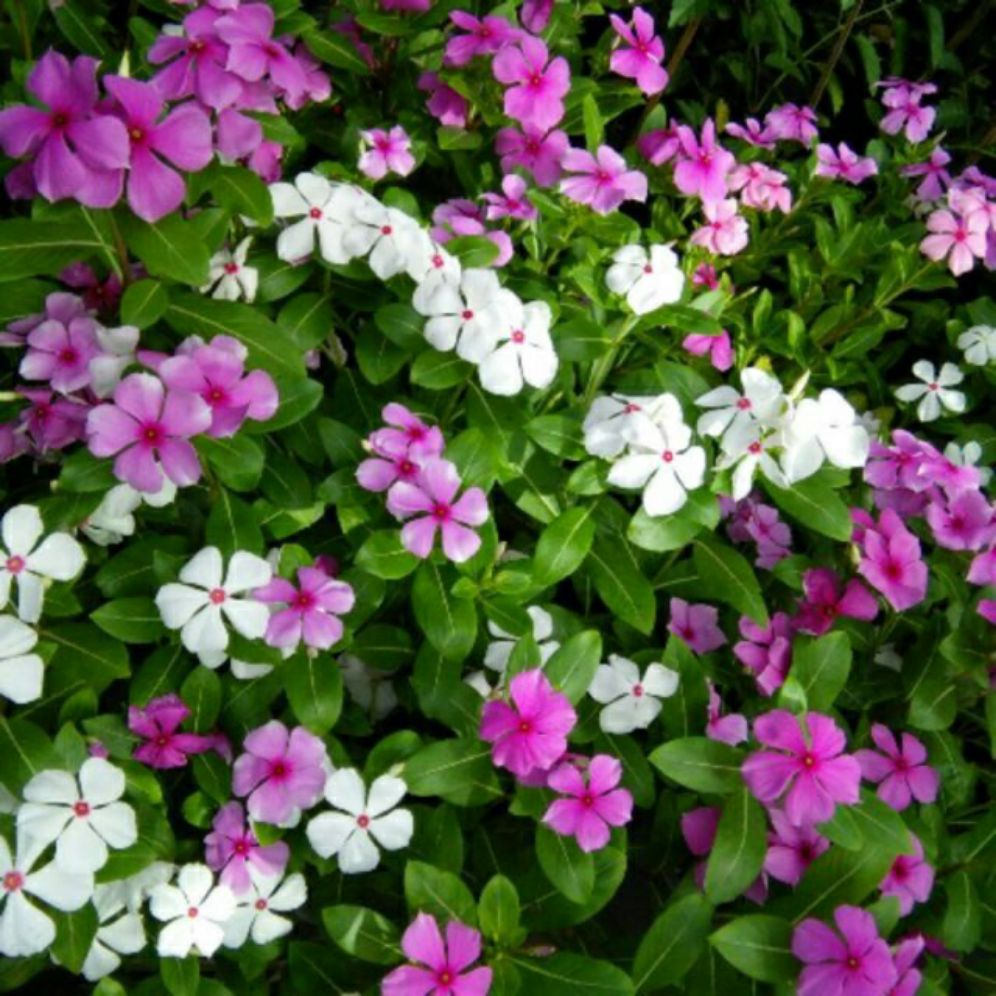 hạt giống hoa dừa cạn đứng nhiều màu - gói 0,3gr