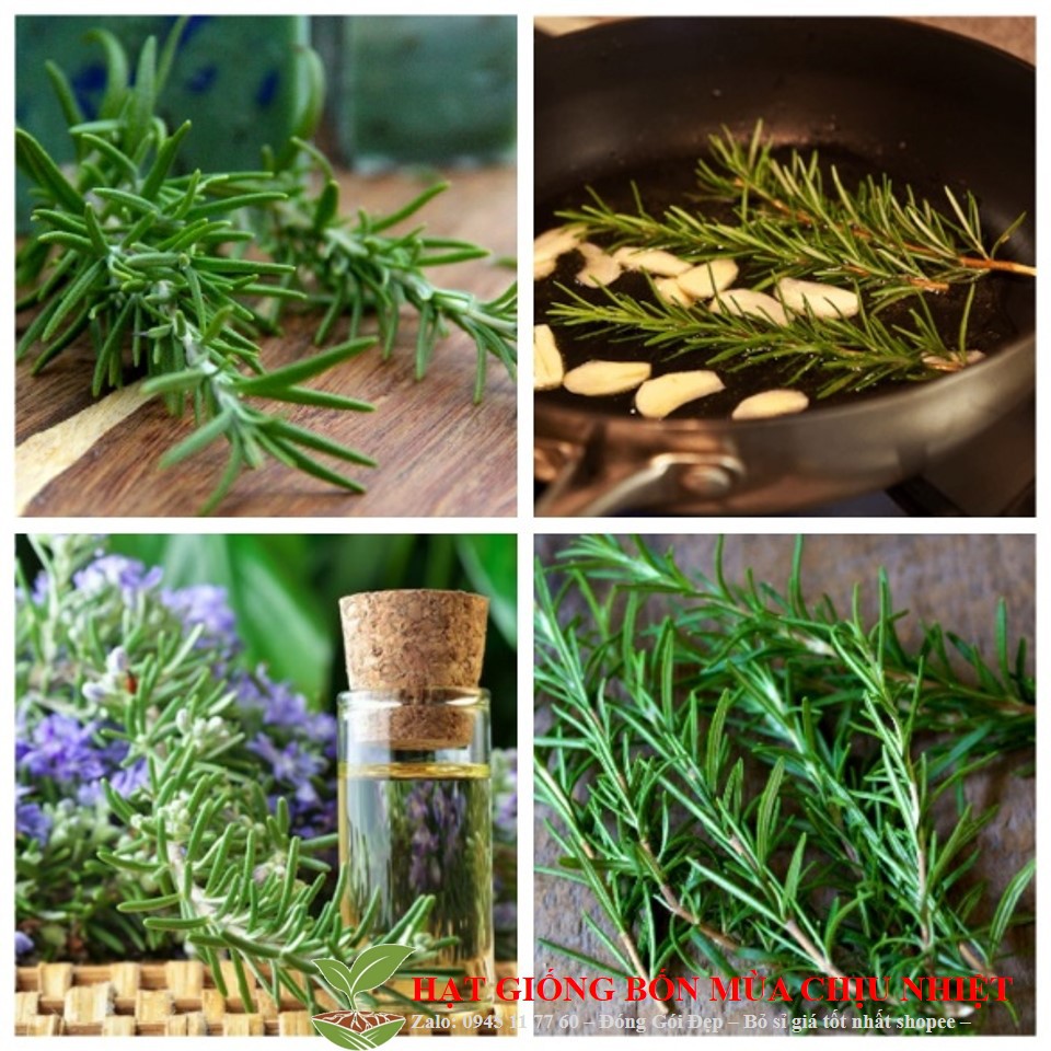 MJ48A HẠT GIỐNG HƯƠNG THẢO