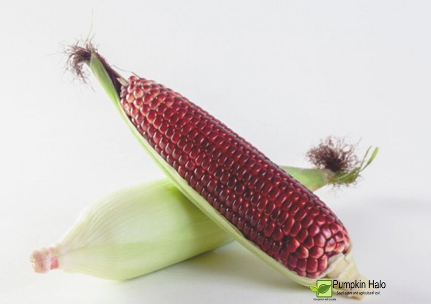 [HCM]Gói 50 hạt _Bắp Ngọt Nữ Hoàng Đỏ NoVa chịu nhiệt dễ trồng  .