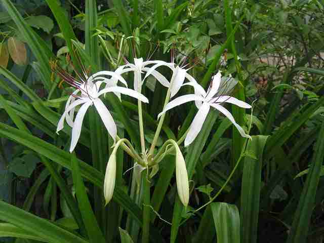 Trinh nữ hoàng cung 500 gam khô