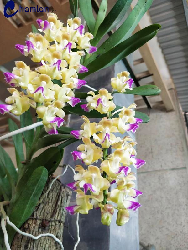 hoa phong lan hoàng nhạn chậu f12