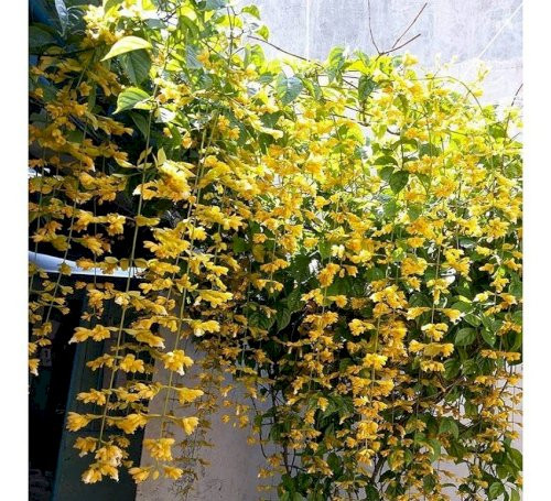 Cây giống Cây Lan Hoàng Dương - CayGiongTot