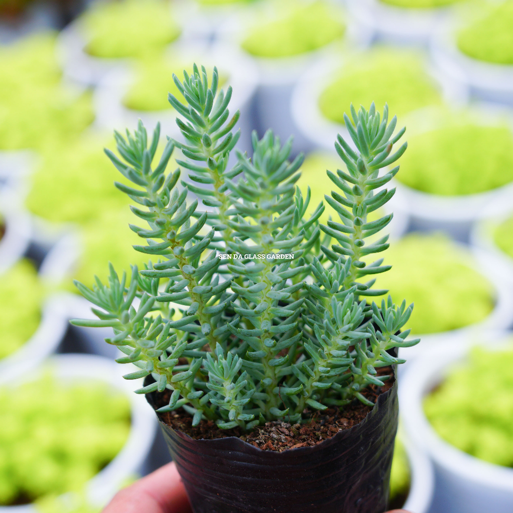 Sen đá sedum rong biển glass garden bầu nhỏ 7cm