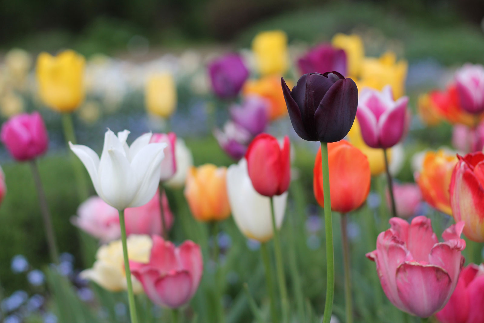 Khu Vườn Củ Tulip Hà Lan