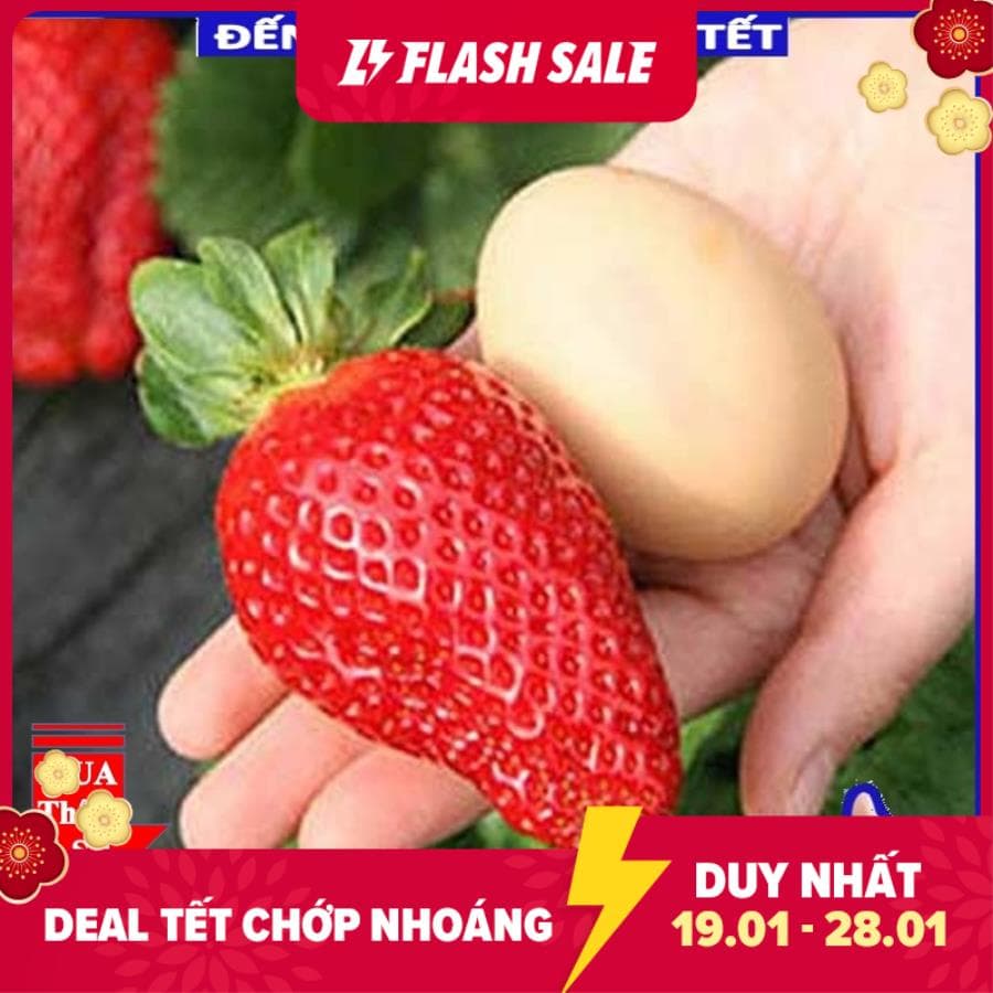 Hạt giống dâu tây đỏ khổng lồ 50 hạt tăng kích mầm và hướng dẫn trồng