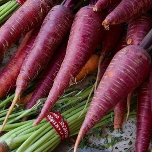 Set 2 Túi Hạt Giống Cà Rốt Tím F1. Mỗi Túi 100 Hạt