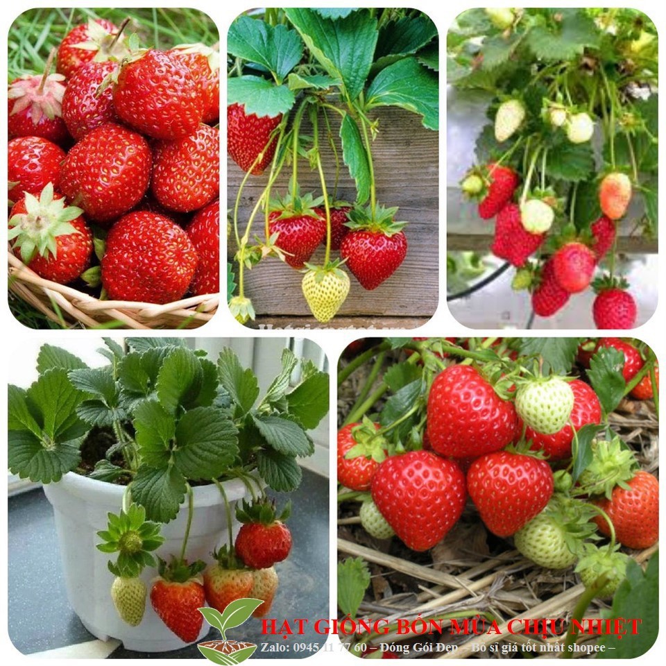 HG1 GÓI 50 HẠT GIỐNG DÂU TÂY ĐỎ