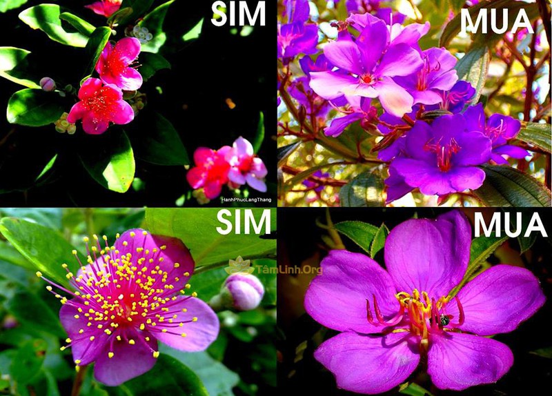 aLo6YX3ZxSI5WHVTTqro_simg_d0daf0_800x1200_max.jpg