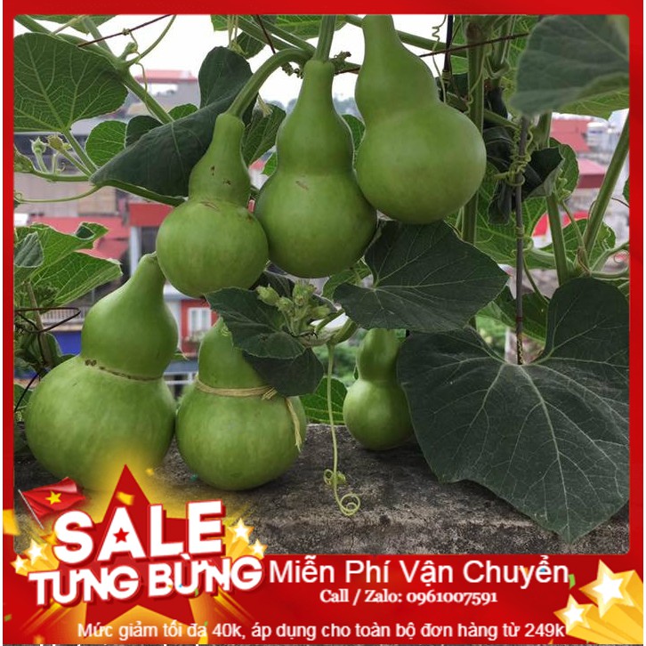 Hạt giống bầu hồ lô cao sản - 6 hạt