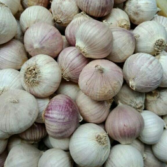 Tỏi cô đơn 1kg loại to đều