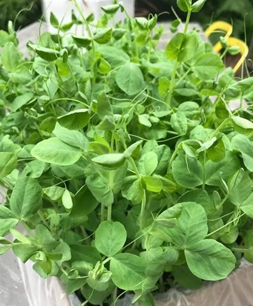 Hạt giống rau mầm đậu Hà Lan.Đặc biệt Giảm giá chỉ còn 47k/1kg.Hạt giống nảy mầm tốt,thu hoạch nhanh chỉ sau từ 7 đến 10 ngày.