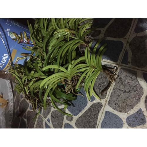 Hải Yến rừng Ninh Thuận