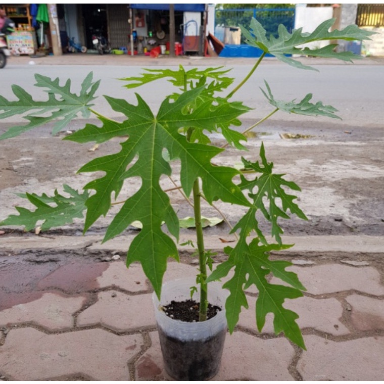Cây đu đủ đực (Có bảo hành, được kiểm tra hàng trước khi thanh toán)