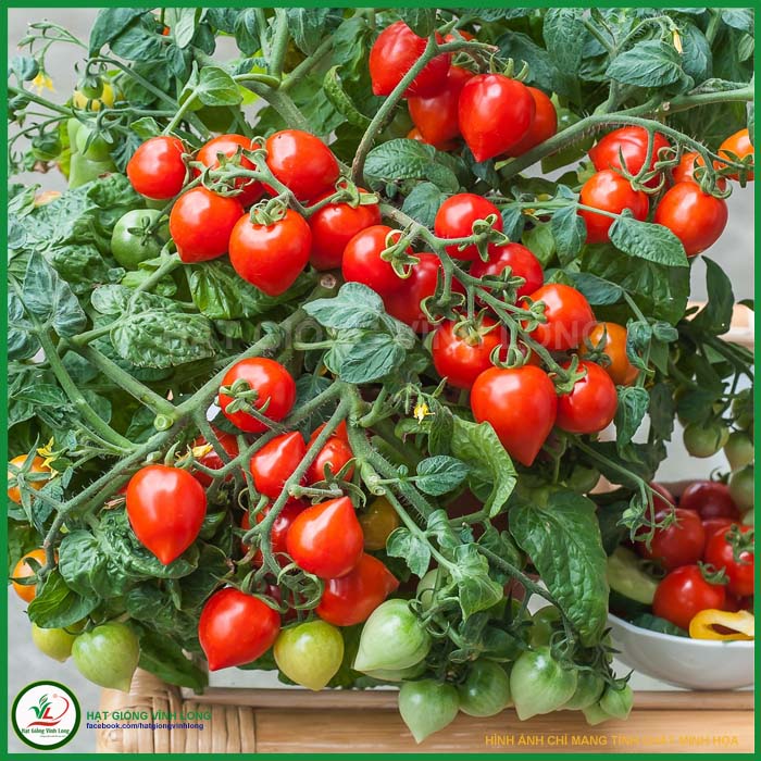 Hạt giống Cà chua trái tim đỏ RD 632 - 0.1g