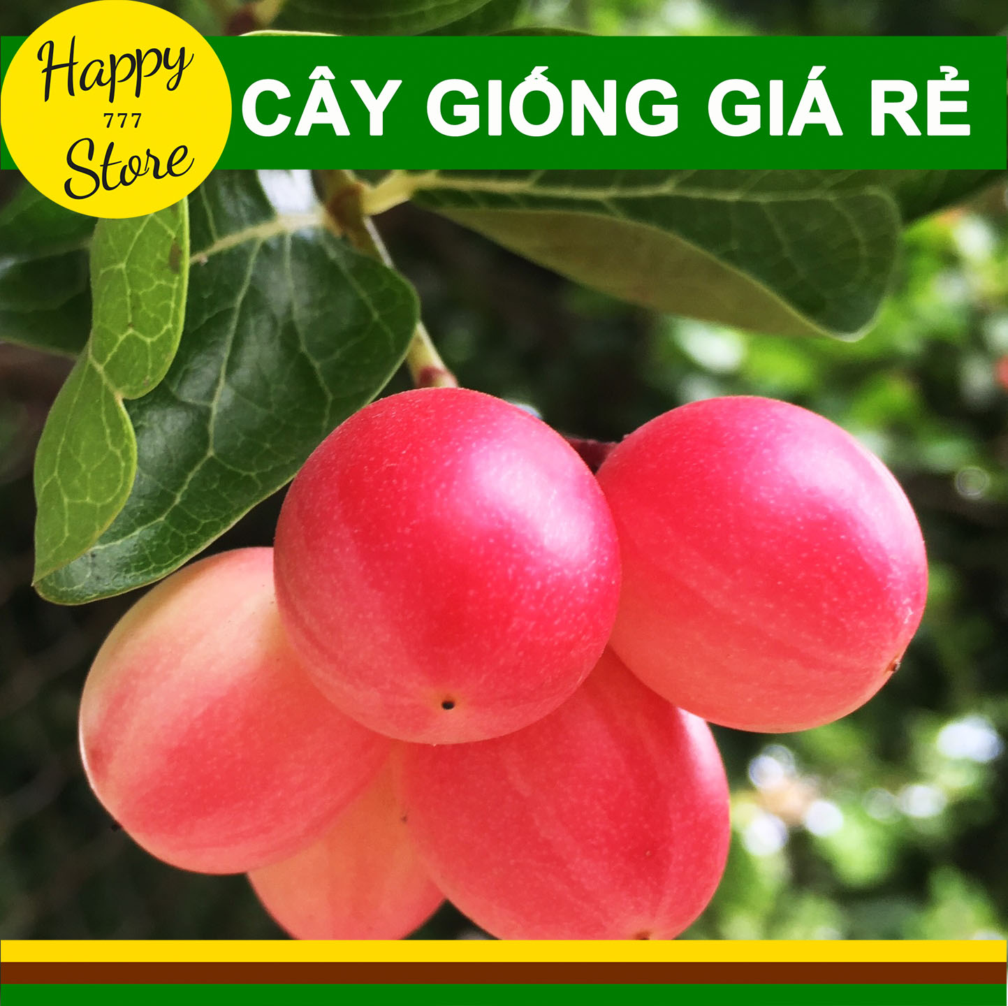 Combo 5 cây siro giống cao 30cm, cây si ro giống, cây si rô giống