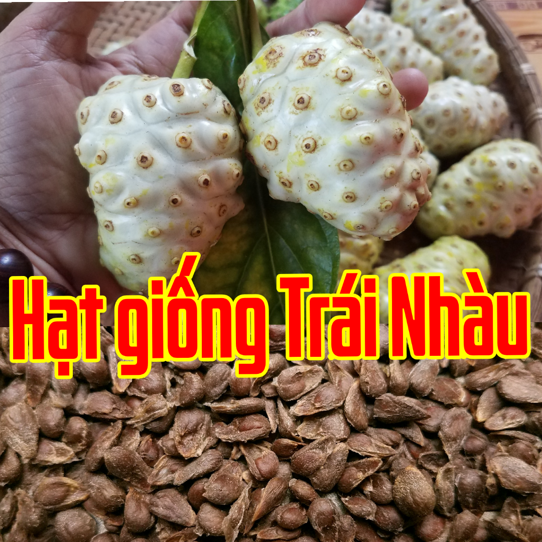 Hạt giống trái Nhàu gói 30 hạt. Trái Nhàu giúp nhuận tràng, lợi tiểu, hoạt huyết, điều kinh. trái nhàu, điều hòa kinh nguyệt, hạ sốt, ch.ữa ho, hen suyễn, giúp tăng cường hệ miễn dịch và sức đề kháng