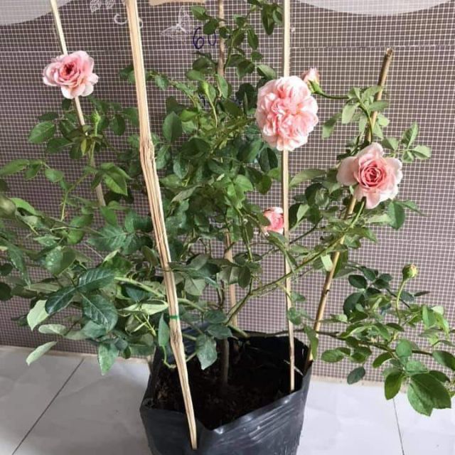 Hoa hồng Abraham Darby rose ra hoa quanh năm