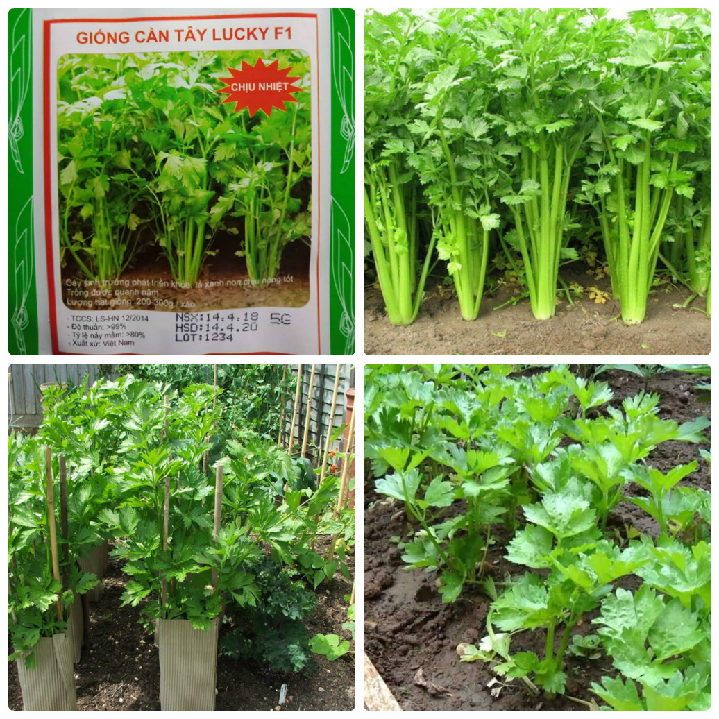 [HCM]Hạt giống cần tây chịu nhiệt F1 - 5gr