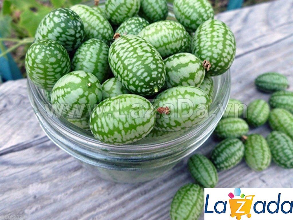 5h Hạt Giống Dưa Chuột Mini Mexico (B3.402| C5*X52*M205)