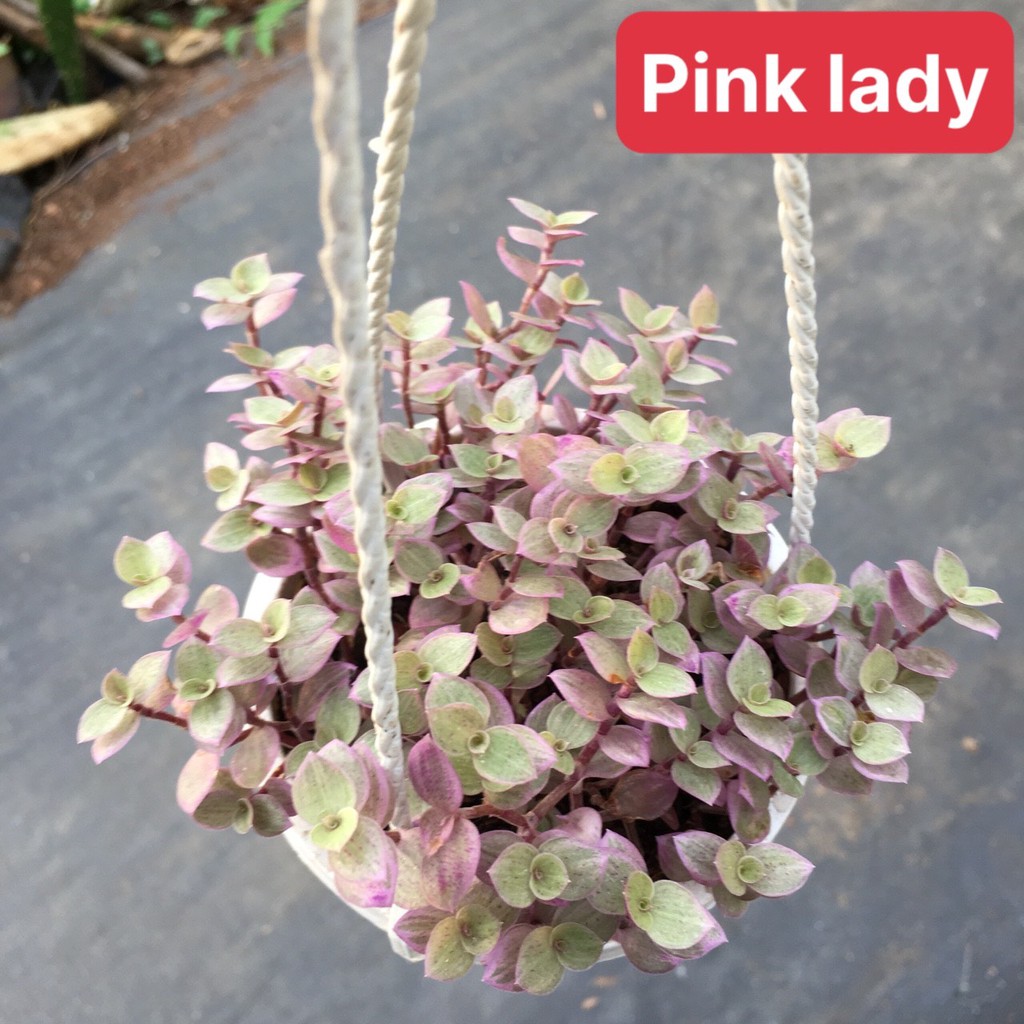 sen đá pink lady chậu treo