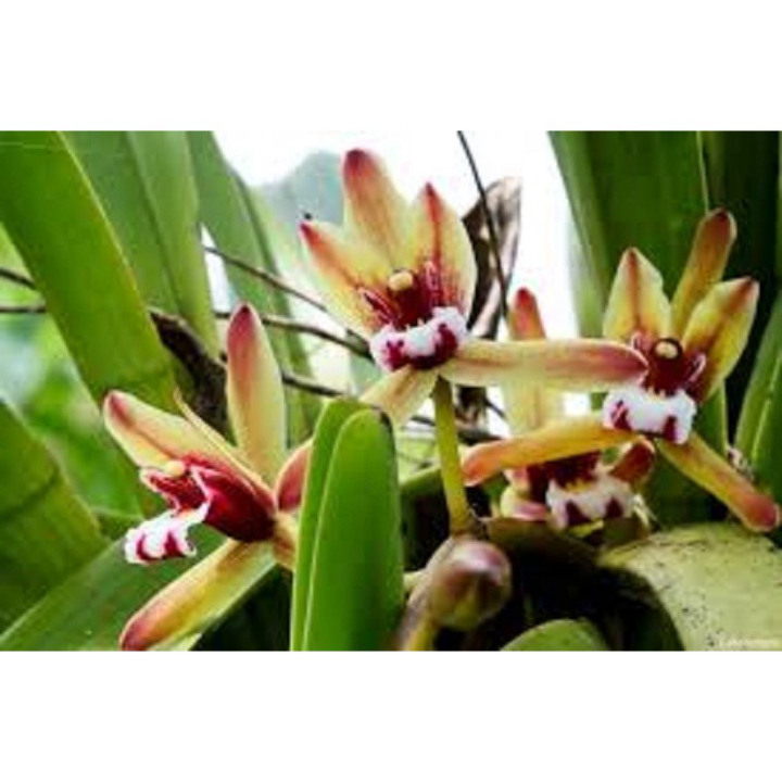 Lan kiếm [ FREESHIP ] Kiếm Tiên Vũ Rừng Thuần Chậu - Chậu 4-5 thân