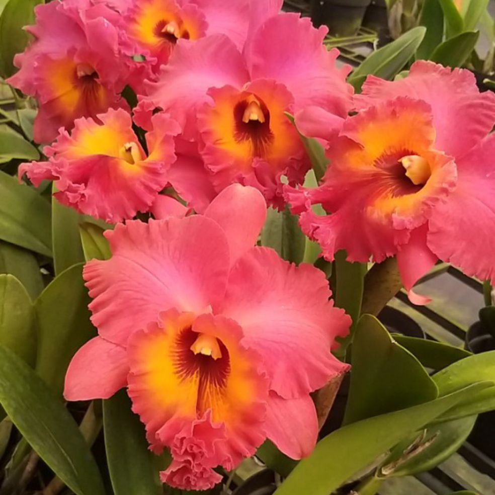 CATTLEYA NỤ: TƯỚNG QUÂN