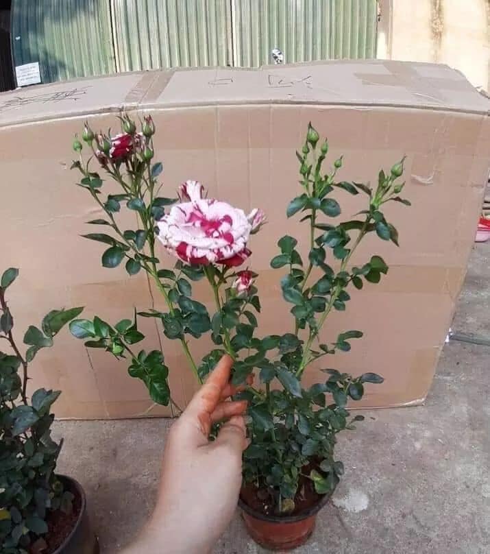 Gốc hoa hồng cổ gốc lớn