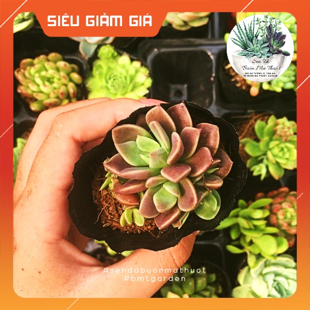 Sen đá ánh trăng ❤️❤️ - sen đá buôn ma thuột - bmt garden lỗi 1 đổi 1